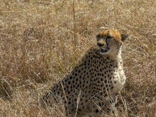 medium shot of a sitting female cheetah in masai mara, kenya