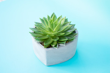 Side view of a succulent plant in a heart shaped planter. Placed on blue background. 