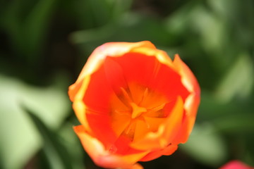 Obraz na płótnie Canvas tulip in garden