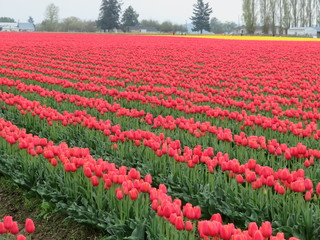 field of tulips
