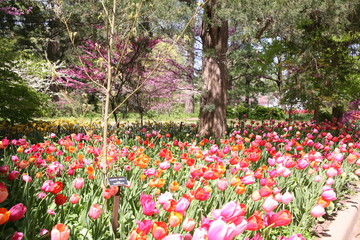 tulips in the park