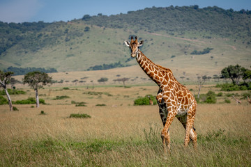 Giraffe in Masai Mara, kenya