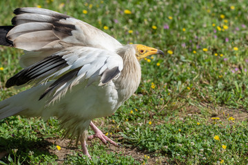 bird on grass