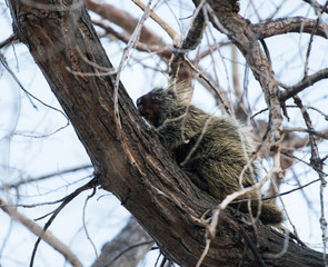 Porcupine in the wild