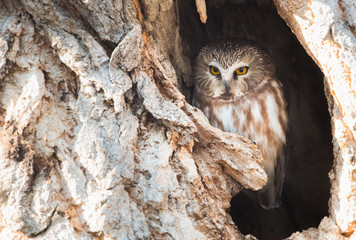 Saw whet owl in the wild