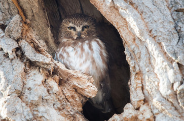 Saw whet owl in the wild