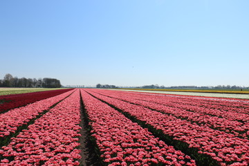 Tulips in a field