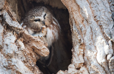 Saw whet owl in the wild
