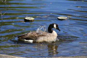 A wild Canada goose on the water. A goose cleans her plumage. Water is splashing.