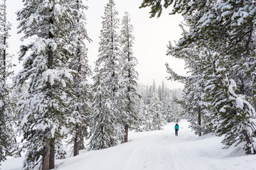 A girl stands alone on a trail amidst tall snow covered pine trees in a winter wonderland atop a...