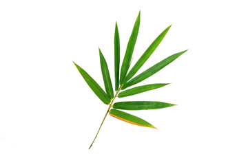 Bamboo  leaf isolated on white background