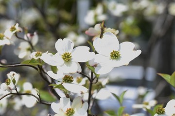 Flowering dogwood (Cornus florida)