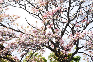Flowering dogwood (Cornus florida)