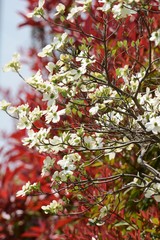 Flowering dogwood (Cornus florida)