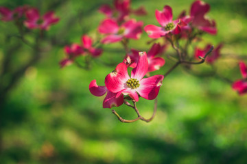 Pink dogwood flowers blooming in the Spring