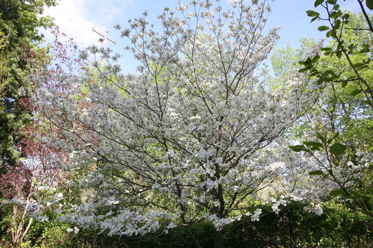 tree in bloom