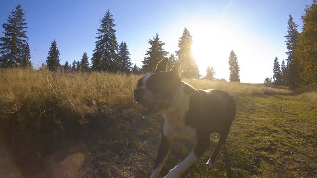 Golden Hour Walk on Park Trail with Boston Terrier Pet Dog