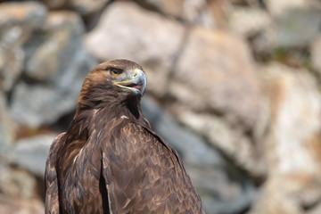 bird of prey