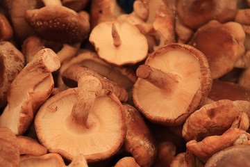 pile of fresh mushrooms