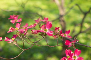 Pink dogwood flowers blooming in the Spring
