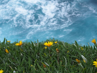 Dark yellow flowers on a cliff and blue ocean