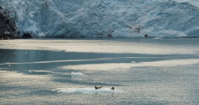 Wide aerial, harbor seals float on ice in Alaska