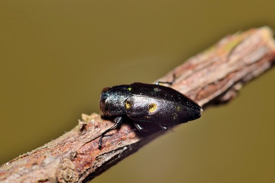 A Gold-Pitted Borer beetle (Chrysobothris chrysoela) on a twig with a clean brown nature background. They are also known as Jewel beetles.