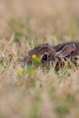 Baby rabbit hidden in grass