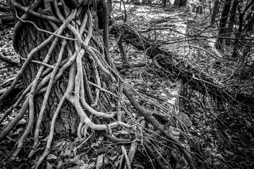Creepy vines growing over tree and abandoned building foundation