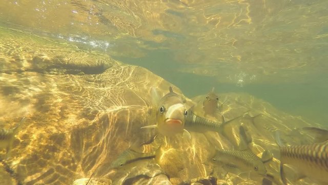 School of two species of fish swims in the like- Slender rasbora (Rasbora daniconius) and Side-striped barb (Systomus pleurotaenia) endemic to Sri Lanka, Sinharaja Forest Reserve