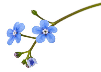 Fototapeta na wymiar Blue flower of brunnera, forget-me-not, myosotis, isolated on a white background