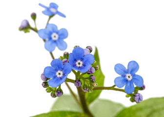 Blue flower of brunnera,  forget-me-not, myosotis, isolated on a white background