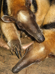 A pair of Lesser Anteaters