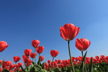 Fototapeta na wymiar Tulips in a field