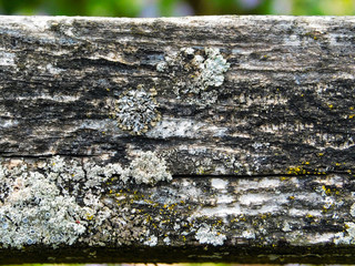 Lichens on an old fence