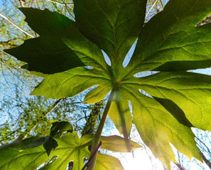 Underneath a mayapple in the forest