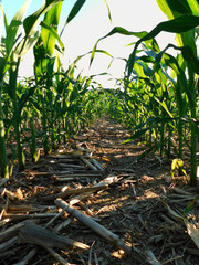 Looking down a row of short corn stalks
