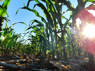 Sun setting on a corn field