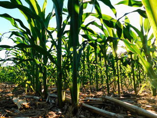 Ground view of the middle of a cornfield