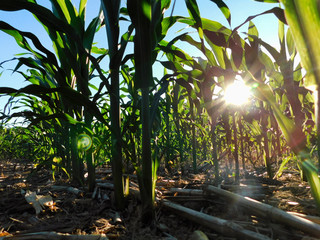 Sun setting in the cornfield