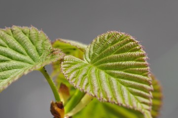 ハンカチの木の苗