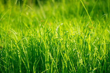 Green grass in eye level view for background or graphic design.