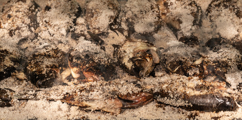 Grilling Salt Crusted Tilapia