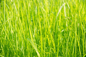 Green grass in eye level view for background or graphic design.