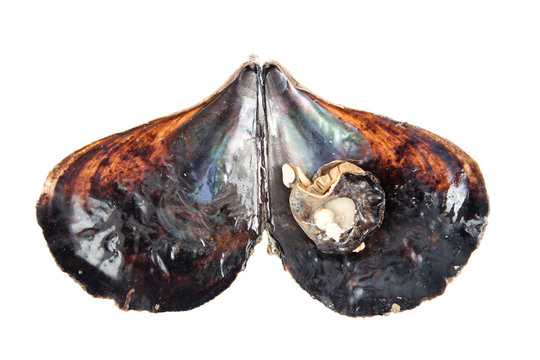 pacific Pen Shell on white background