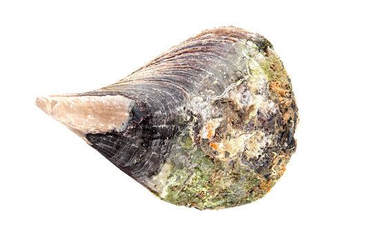 pacific Pen Shell on white background