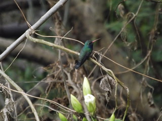 Colibrí