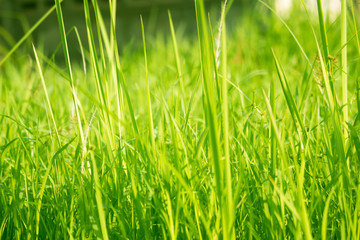 Green grass in eye level view for background or graphic design.