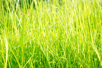 Green grass in eye level view for background or graphic design.