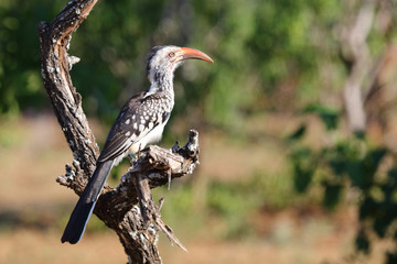 Rotschnabeltoko / Red-billed hornbill / Tockus erythrorhynchus